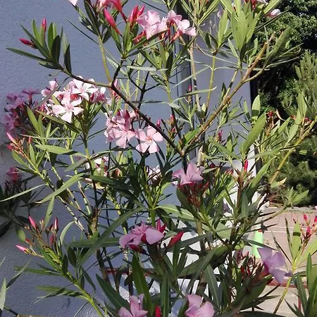 Malvarosa Διαμέρισμα